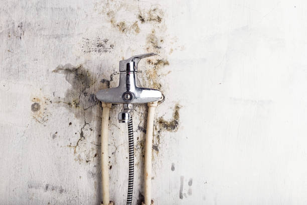 Best Affordable Mold Removal  in Pce, LA
