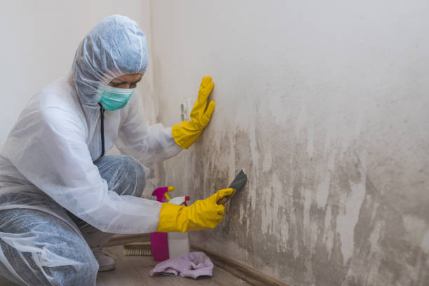 Best Mold Removal Process  in Pce, LA