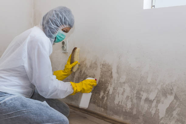 Reliable Laplace, LA Mold Removal Solutions