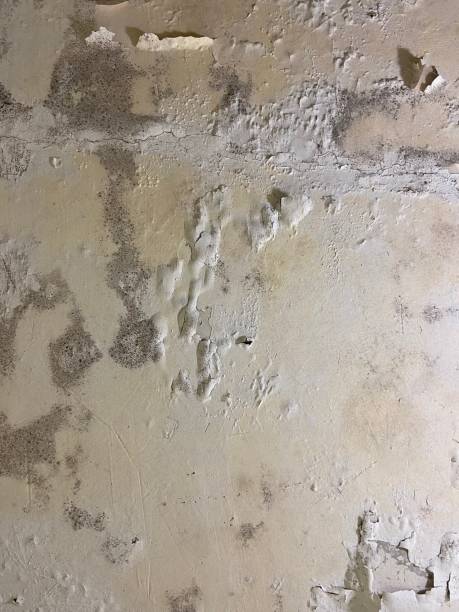 Best Certified Mold Removal  in Pce, LA