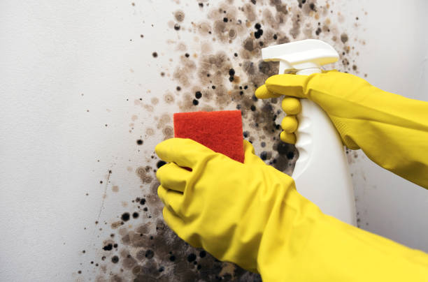 Mold Removal Process in Laplace, LA