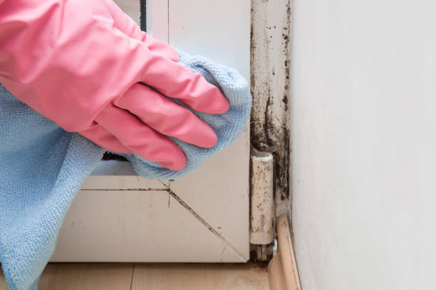 Best Commercial Mold Removal  in Pce, LA