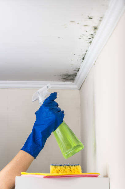 Best Local Mold Removal Service  in Pce, LA